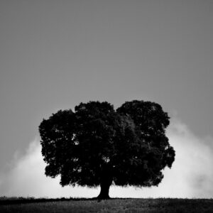 [527] Bruma Pedro Pablo Gómez Gómez