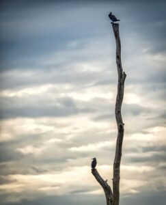 [529] Buscando apoyo Francisco German Alvarez Frias