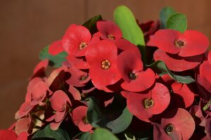 [531] Rojo Alicia Sánchez Jones