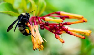 [535] Abejon Francisco Gonzalez