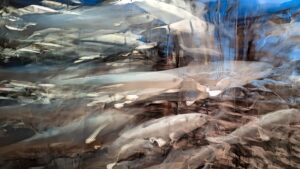 [536] jaleo Angel Pavon