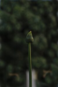 [539] verdes Adalberto Romero Bernal