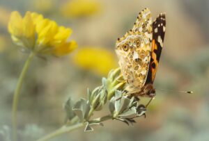 [054] Mariposa en la playa Ingrid Mekionyte
