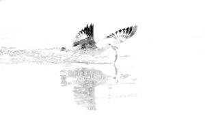 [541] La pesca Jose Luis Ibañez Gutierrez