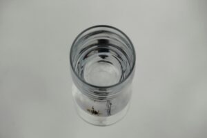 [545] Simplicidad Rosalía Fernández Montoya