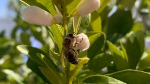 [554] Ya casi estamos en primera Domingo Blanco Aguila