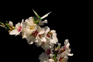 [555] Llegó la Primavera ANTONIO PÉREZ