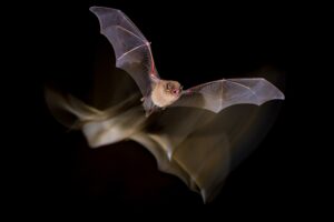 [058] Bat in Motion Antonio Ignacio Miranda Fernández