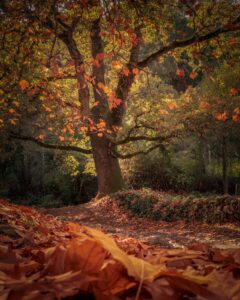 [061] Camino de hojas Ricardo Villegas Ferro