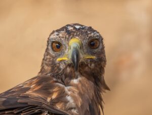 [069] La mirada del Aguila Real Francisco Plaza Ramírfez