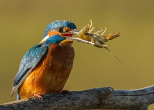 [007] CERTERO JOSE ANTONIO ORTIZ RUIZ