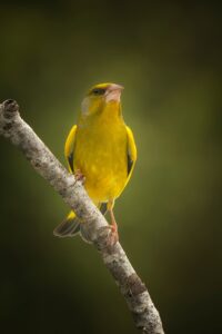 [070] Verde, que te quiero verde (Verderón) Javier Pérez Marañón