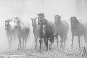 [071] Camino Almonte Juan Manuel Moncayo González