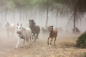 [072] Manada en la Marisma Manuel Garcia Rodriguez