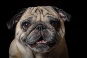 [081] Tierna Mirada Enrique Morey Moreno