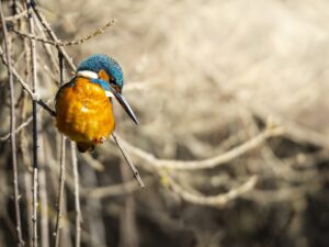 [082] martin al acecho jose antonio martin molina