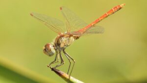 [087] Esperando a la presa Blas Pardilla Bellón
