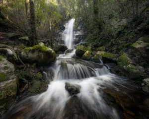[002] Verde oculto Jose Roldan Aguilera