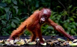 [004] El sucesor Casiano Acemel González