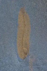 [005] Erosión Miguel Gil León