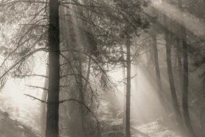 [014] en un lugar del bosque Jesús López Moreno