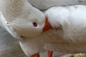 [022] Acicalándose Juan Francisco Caminero Calles