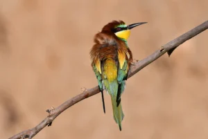 [032] Posado José Soria Luna