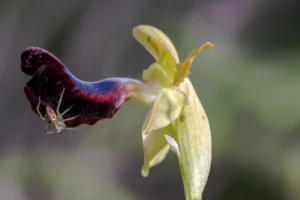 [033] Spiderman guaro1972 Lara Ruiz