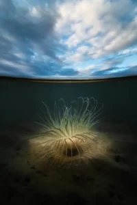 [042] Cerianto Sergio Mestre López