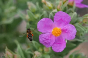 [046] Abeja en flor de jara Francisco Plaza Ramírfez