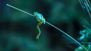 [047] Juncal Martín Gea Jimeno