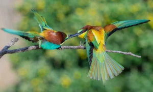 [048] Abejarucos, lucha de titanes Eduardo Vilches Benitez