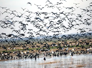 [049] Moritos Manuel Fernandez Alvarez