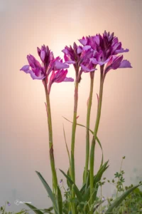 [053] Jugando con la luz BLAS BUENOSVINOS LÓPEZ