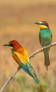 [058] Pura elegancia MARIA DOLORES GONZALEZ DELGADO