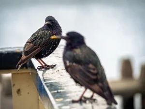 [061] Posando Antonio Peralta Garrido