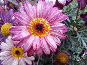 [070] Primavera Maria José Delgado Hernández