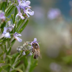 [080] Melifera M Luisa Agueda Rodríguez