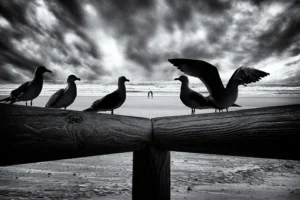 [084] Gaviotas Cristóbal Martín Delgado