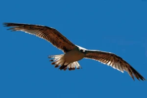 [086] Gaviota o Pavana Emilio Umbría Cruz