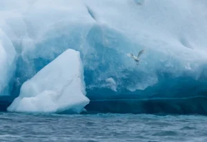 [090] Vida en el Ártico MARIA ELENA MARTIN GARCÍA TREVIJANO