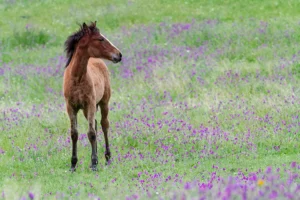 [092] POTRO JOSE MARIA ALONSO ROA