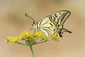 [106] Primavera FRANCISCO ROMAN CALLE