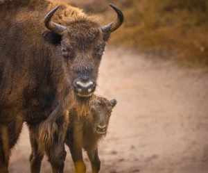 [109] Ni un paso mas Antonio Martín Gómez