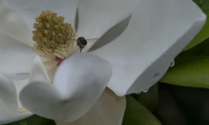 [111] magnolia Mario Navas carneros