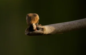 [115] Agua divino tesoro José María Rodríguez Nodal