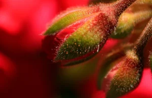 [120] capullos en el amanecer Joaquin Llagas Moyo