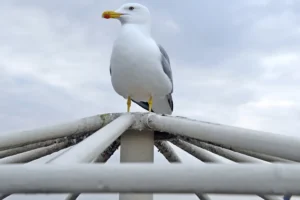 [124] VIGÍA URBANA LUIS MIGUEL HERREROS DIAZ BERRIO