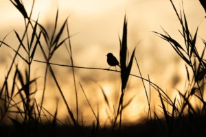 [126] Sombras de atardecer Guillermo del Pino Chabrillón