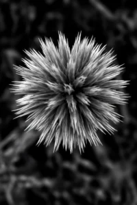 [136] Silencio espinoso M Carmen Passolas González